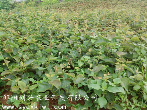 湖南翠玉獼猴桃苗批發(fā)