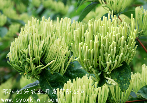 湘蕾金銀花 湘蕾金銀花苗批發(fā)