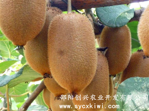 供應國家標準獼猴桃嫁接一級苗|東紅|翠玉|紅陽(yáng)|金艷|楚紅|青錢(qián)柳苗|金銀花苗|園林綠化|經(jīng)濟果林苗木批發(fā)