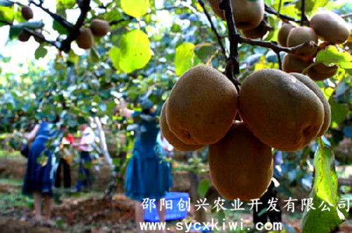 供應國家標準獼猴桃嫁接一級苗|東紅|翠玉|紅陽(yáng)|金艷|楚紅|青錢(qián)柳苗|金銀花苗|園林綠化|經(jīng)濟果林苗木批發(fā)