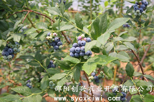 湖南獼猴桃苗|東紅獼猴桃苗|翠玉獼猴桃苗|紅陽(yáng)獼猴桃苗|金艷獼猴桃苗|楚紅獼猴桃苗|青錢(qián)柳苗|藍莓苗|園林綠化|中藥材種植