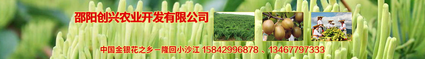 邵陽(yáng)創(chuàng  )興農業(yè)開(kāi)發(fā)有限公司 湘蕾金銀花苗 優(yōu)質(zhì)獼猴桃苗 獼猴桃苗批發(fā)價(jià)格 湖南金銀花苗 