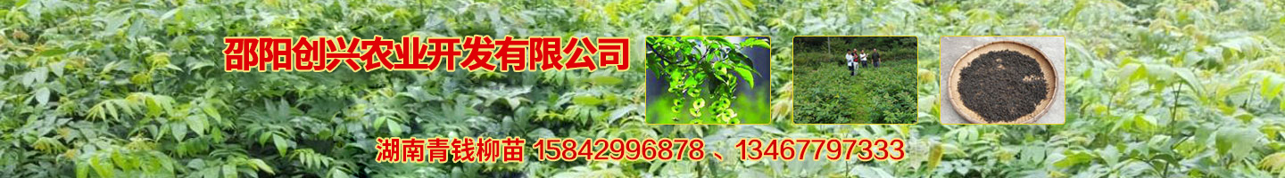 邵陽(yáng)創(chuàng  )興農業(yè)開(kāi)發(fā)有限公司 湘蕾金銀花苗 優(yōu)質(zhì)獼猴桃苗 獼猴桃苗批發(fā)價(jià)格 湖南金銀花苗 
